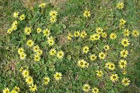 Image result for Arctotheca