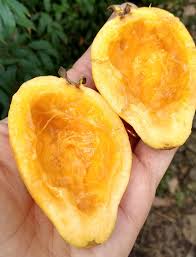Image result for Psidium guajava