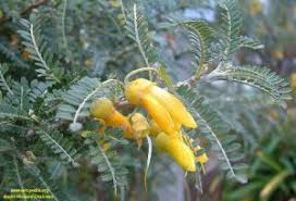 Image result for Sophora velutina