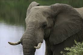 Africa's elephants play key roles in. The Most Endangered African Animals Drive South Africa