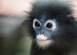 Monkey with a long face is a crossword puzzle clue that we have spotted 1 time. Dusky Leaf Monkey Trachypithecus Obscurus About Animals