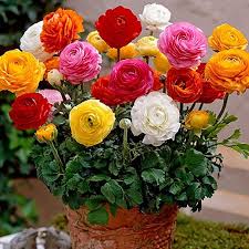 Amazon Com Mosichi 50pcs Ranunculus Persian Buttercup Flower Seeds Perennial Gardening Plant Decor Garden Ou Flower Seeds Buttercup Flower Bulbous Plants