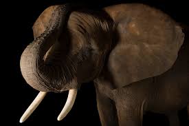 Image result for Floscopa africana