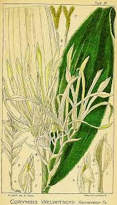 Image result for Disa welwitschii