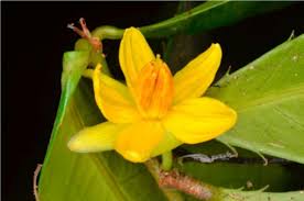 Image result for Ochna leptoclada