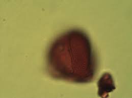 Image result for Julbernardia paniculata