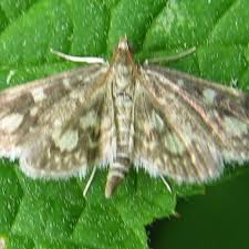 Image result for Nicolasia coronata