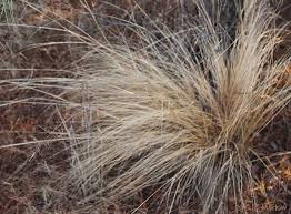 Image result for Eragrostis curvula