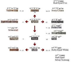 American Gerbil Society Color Flow Chart Gerbil Color