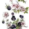 In spring through summer, blackberry patches have white flowers that appear toward the tips of the canes. 1