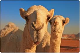 Early alzheimer's disease patients may cooperate well with caregivers because they still may have an understanding of the disease process. What Are Camelid Antibodies