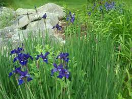 My Photo Of French Iris And Rocks Plants Iris Painting