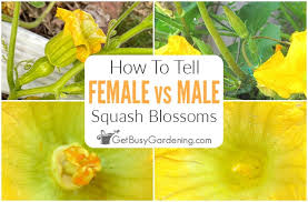 Pollinating the female squash flower. Wflq88kwpllm