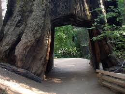 Hollow Sequoia Tree Algun Dia Arboles Hermosa
