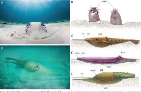 Image result for Dignathia