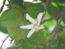Image result for Gardenia resinifera
