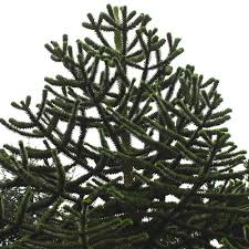 We did not find results for: Araucaria Araucana Seeds Monkey Puzzle Chile Pine Plant World Seeds