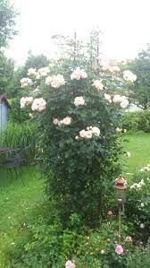 Krēmīgi balta, ar dzeltenām putekšņlapām. Kletterrose Uetersener Klosterrose Beste Sorten Rosen Wissen