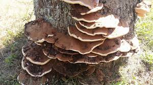 Image result for Polyporus pendulus