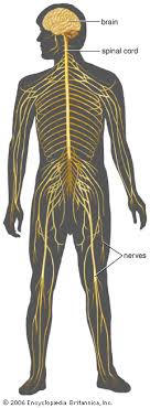 The peripheral nervous system (pns) is one of two components that make up the nervous system of bilateral animals, with the other part being the central nervous system (cns). Human Nervous System Description Development Anatomy Function Britannica