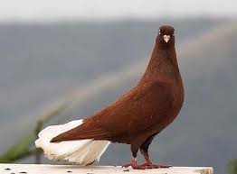 Alexandru Adli Kullanicinin Middle East Pigeons Panosundaki Pin Guzel Kuslar Kus