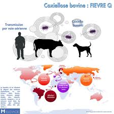 Elle est due à une bactérie appelée borrelia burgdorferi. Gds Mayenne Fievre Q M Elevage