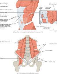 High fever (higher than 101 degrees fahrenheit) severe abdominal pain. Axial Muscles Of The Abdominal Wall And Thorax Anatomy And Physiology