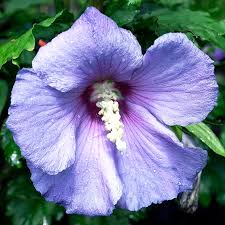 Image result for Hibiscus calyphyllus