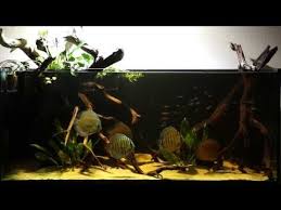 Discus Biotope Blackwater Riparium Elos 120 Discus Aquarium Discus Tank Blackwater