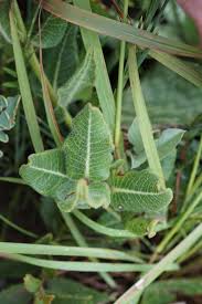Image result for Asclepias albens