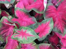 Image result for Caladium