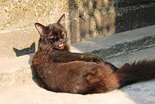 Need a bit of magic in your life? Black Cat Wikipedia
