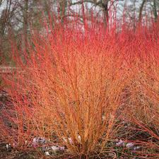 Cornus, bloodtwig dogwood 'midwinter fire'. Cornus Sanguinea Midwinter Fire Flaming Dogwood Plant In 9 Cm Pot Amazon Co Uk Garden Outdoors