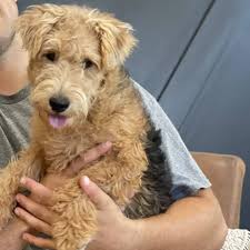 Image result for lakeland teriér