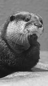 Pin On Black And White Animal Photography 101
