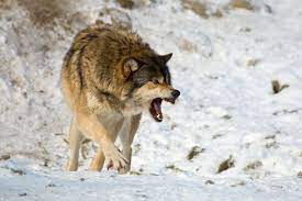 Wolf Agression Aggressive Dog Interesting Facts About Wolves Dog Training Aggression