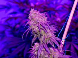 Maybe you would like to learn more about one of these? Top Led Grow Lights For Marijuana Who Can Growers Believe In