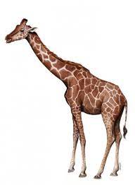 girafe painting by florence dellerie artmajeur coloriage licorne gratuit