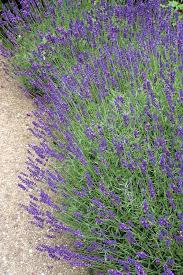 Image result for Lavandula angustifolia Vera
