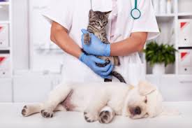 We did not find results for: Fotos De Veterinaria De Stock Veterinaria Imagenes Libres De Derechos Depositphotos
