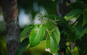One is larus nobilis, bay leaf and the other has two major sources. Cinnamon Plant Spice History Uses Britannica