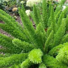 Image result for Asparagus natalensis