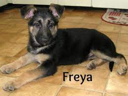 Akc german shepherd breeders michigan, german shepherd breeders, long coat german shepherd puppies, black and red my family has had them since wwii when elf my father's service dog came home with him from germany. Akc German Sheperd Puppies For Sale In Grand Rapids Michigan Classified Americanlisted Com