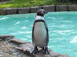 Average life span in the wild:15 to 20 years. Penguins In Captivity Penguin Facts And Information