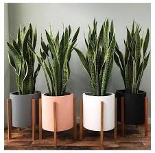 22 Best Indoor Plants In Pots Ideas Images In 2019 In 2020 Plant Decor Indoor Plant Decor House Plants Decor