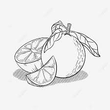 Gaya hitam dan putih gaya lukisan simpul yang indah gambar. Gambar Potong Potong Daun Daun Oren Clipart Hitam Dan Putih Orange Clipart Hitam Dan Putih Buah Daun Png Dan Psd Untuk Muat Turun Percuma