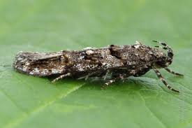 Image result for Teleiopsis diffinis