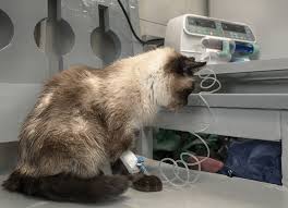 A normal weight for a siamese cat is 3 to 4 kg (about 6.6 to 8.8 english or us pounds; What Is The Average Lifespan Of A Siamese Cat Siamese Cats Cat Lifespan Siamese