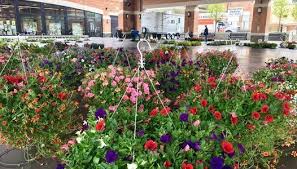 Forever friends floral & gifts inc. Annual Spring Plant Flower Sale Panoramanow Entertainment News
