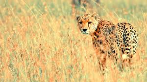 Beautiful Cheetah Animal Wallpaper Desktop Backgrounds For Free Hd Wallpaper Wall Art Com